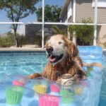 dog in pool